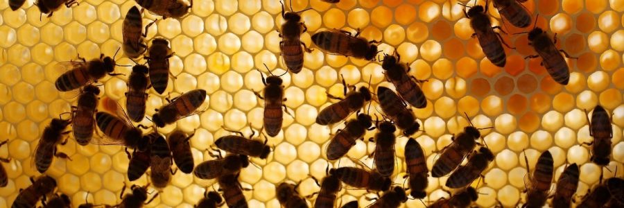 En la Argentina se producen más de 80 variedades de miel