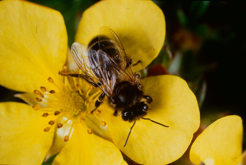 El mito del “apocalipsis de las abejas”