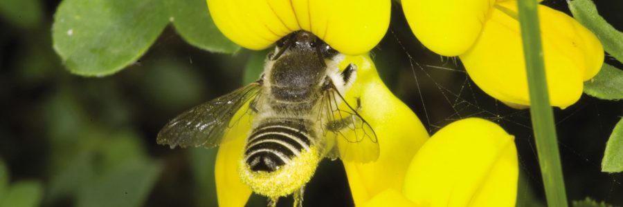 Diez medidas para salvar a las abejas