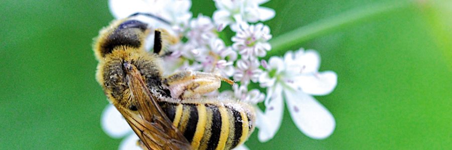 INTA: Las abejas aumentan los rindes de más del 70% de los cultivos