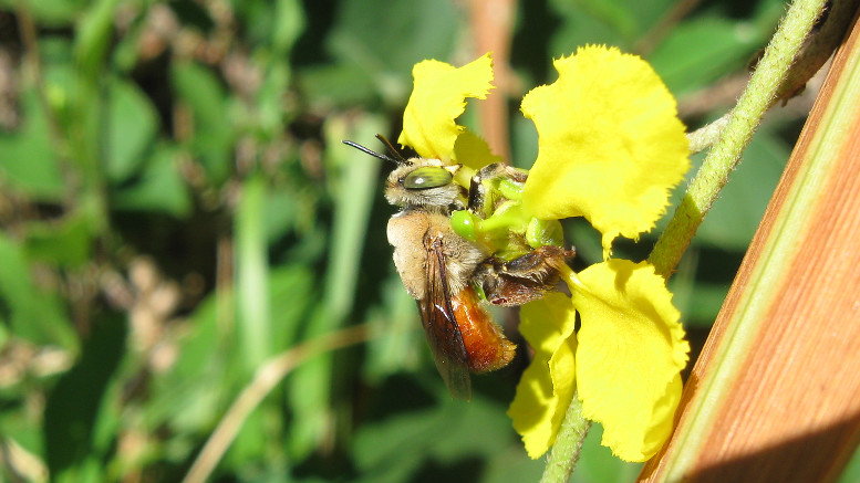 Descubren nuevas especies de abejas