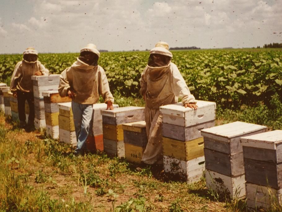 ¿Qué relación hay entre agricultura y apicultura?