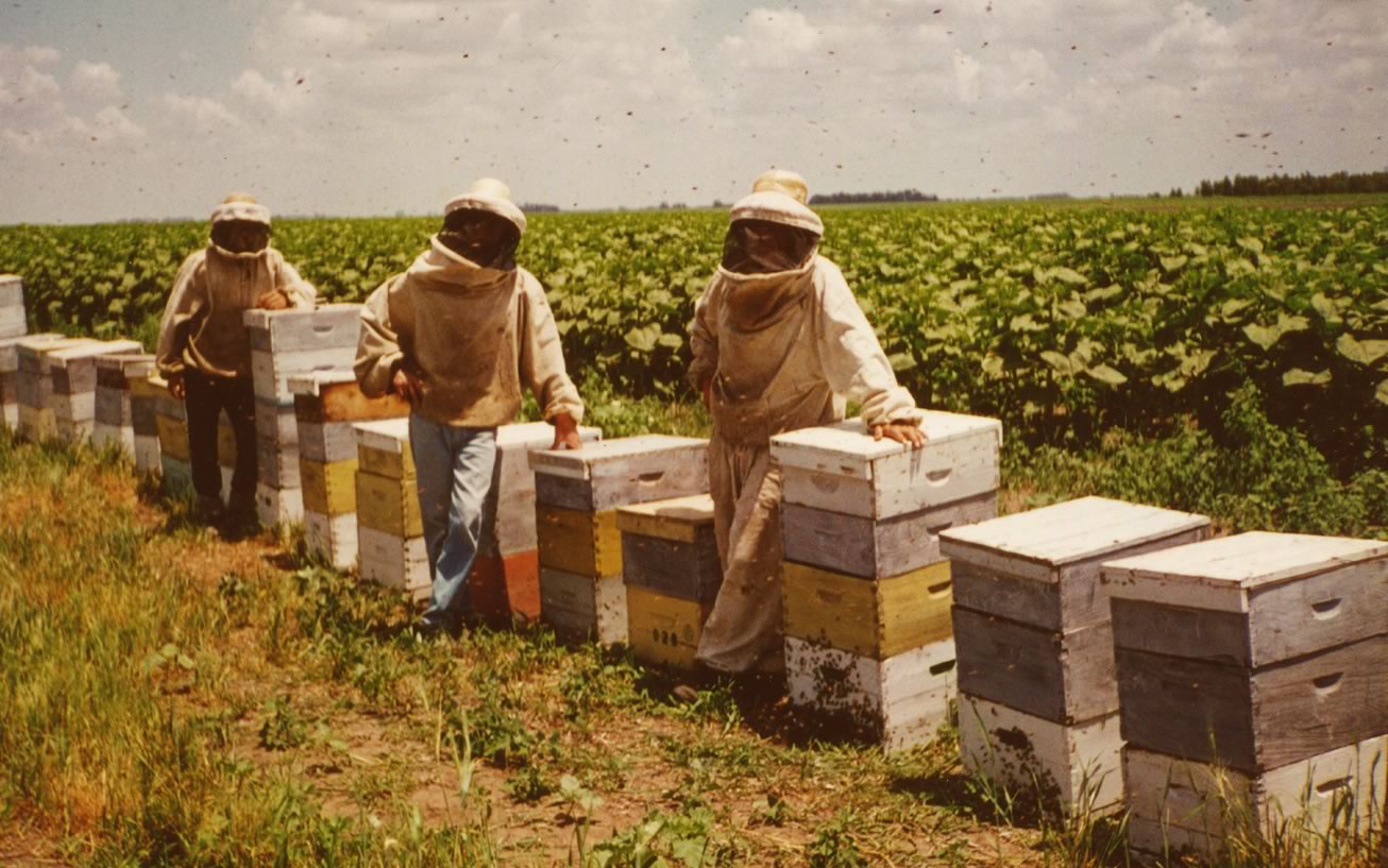 ¿Qué relación hay entre agricultura y apicultura?