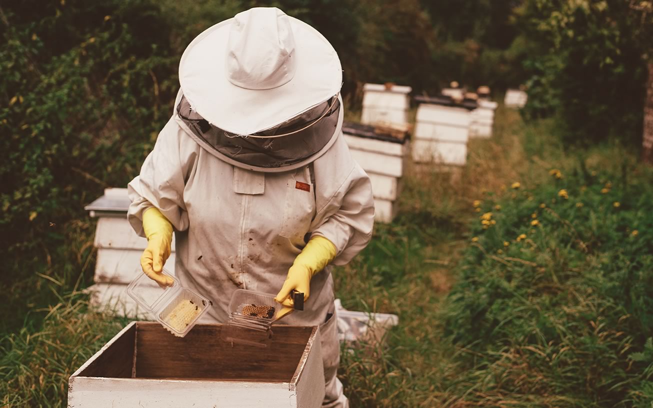 ¿Qué relación hay entre agricultura y apicultura?