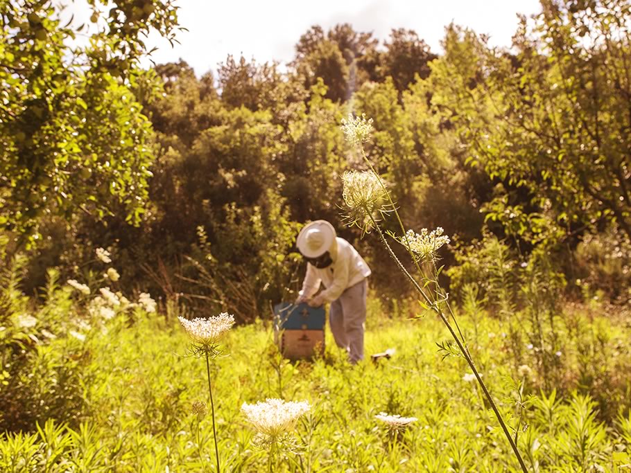 ¿Qué relación hay entre agricultura y apicultura?