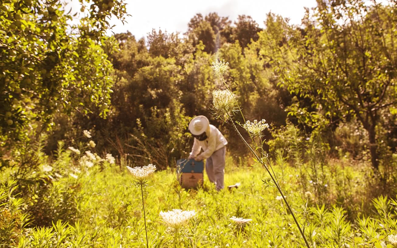 ¿Qué relación hay entre agricultura y apicultura?