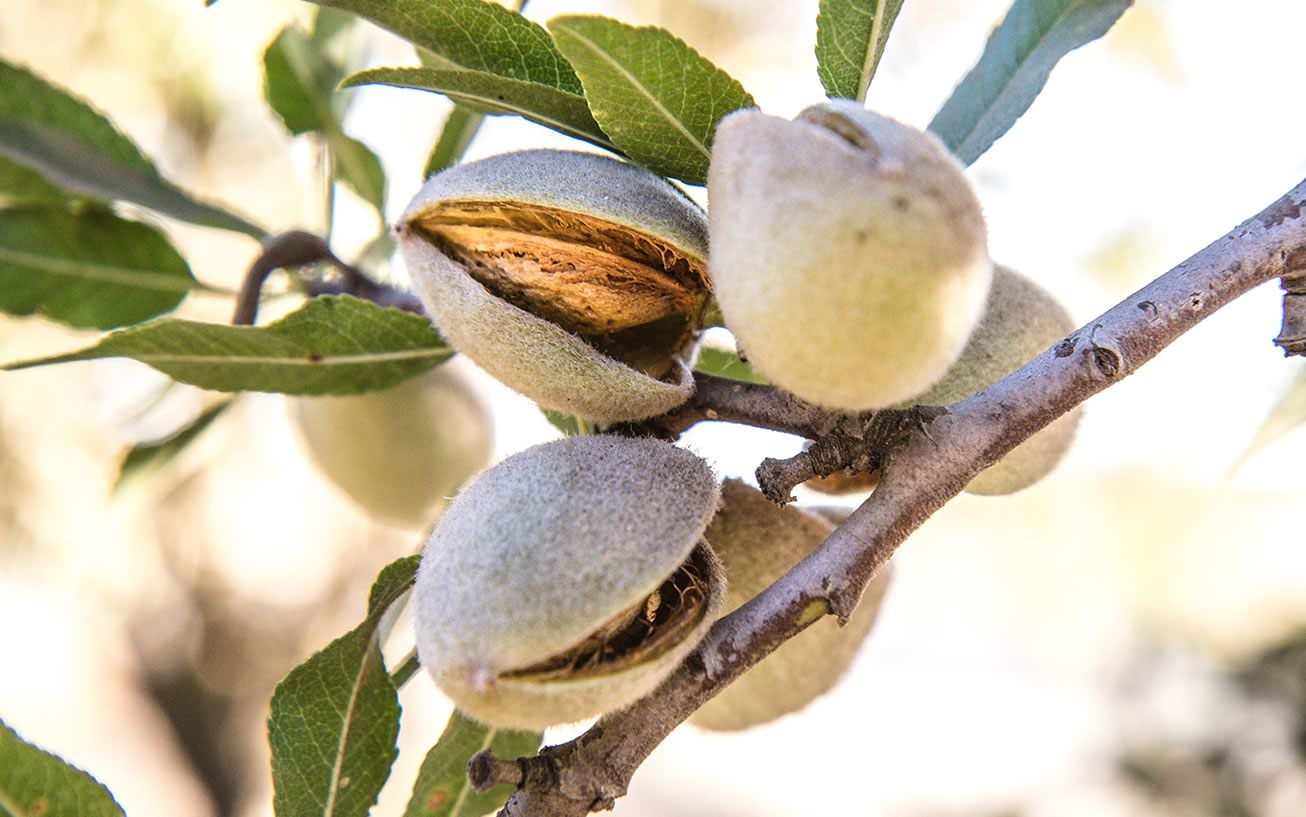 En primavera campo y ciudad se preparan para la polinización