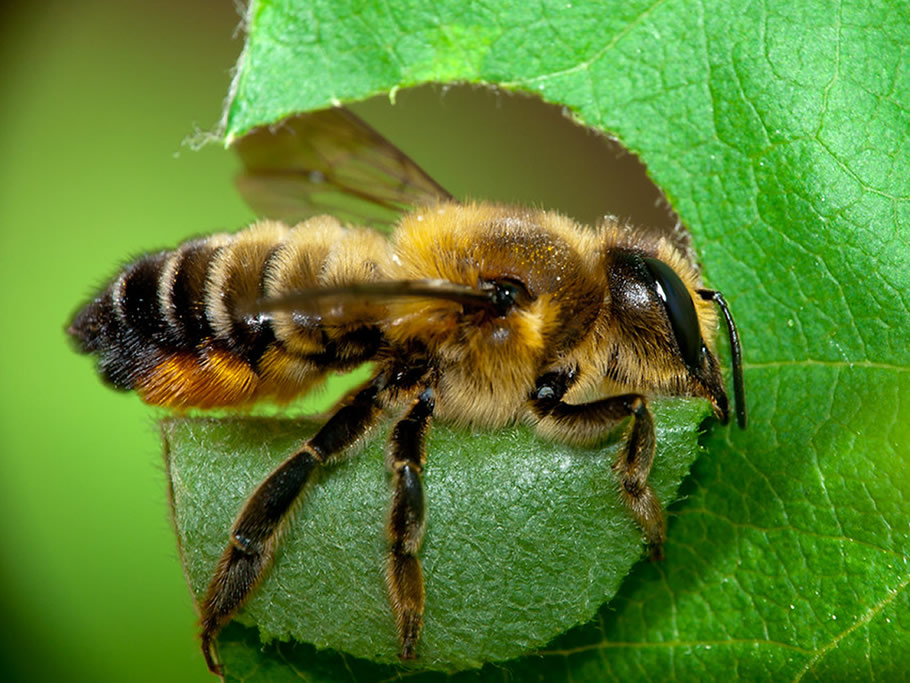 Familia Megachilidae