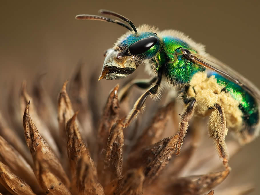 Familia Halictidae