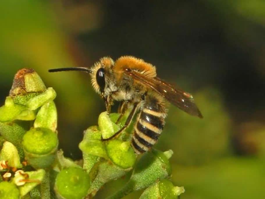 Familia Colletidae