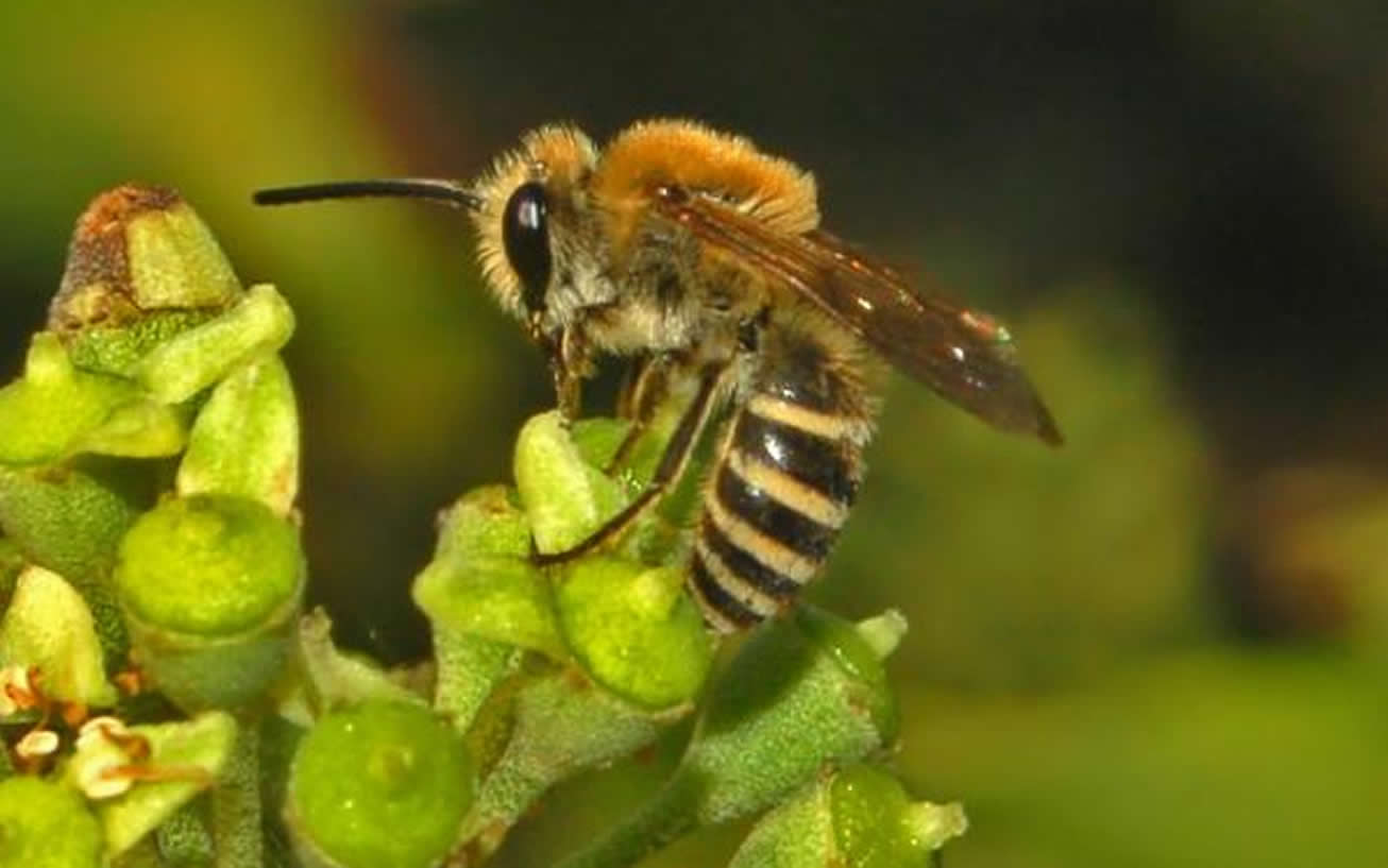 Familia Colletidae