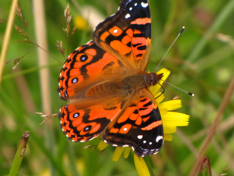 Orden Lepidoptera