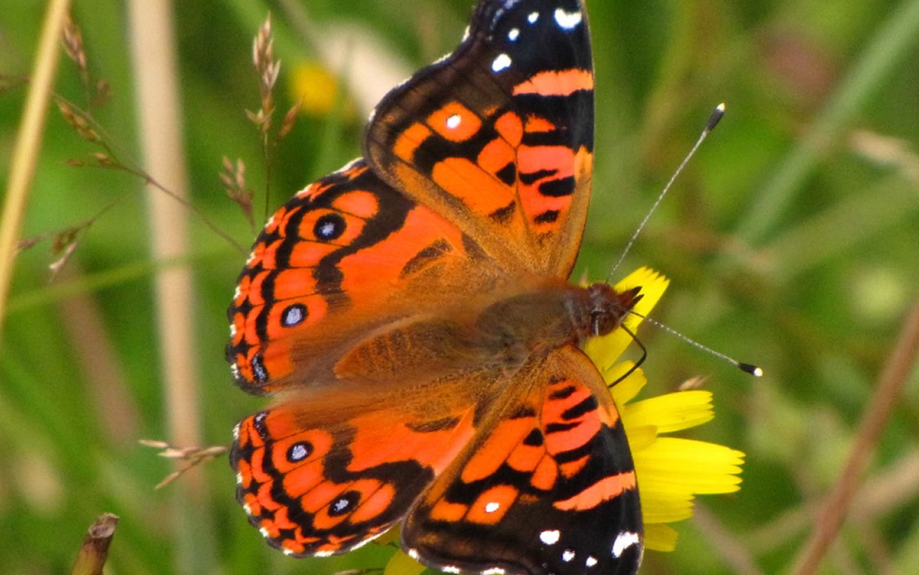 Orden Lepidoptera