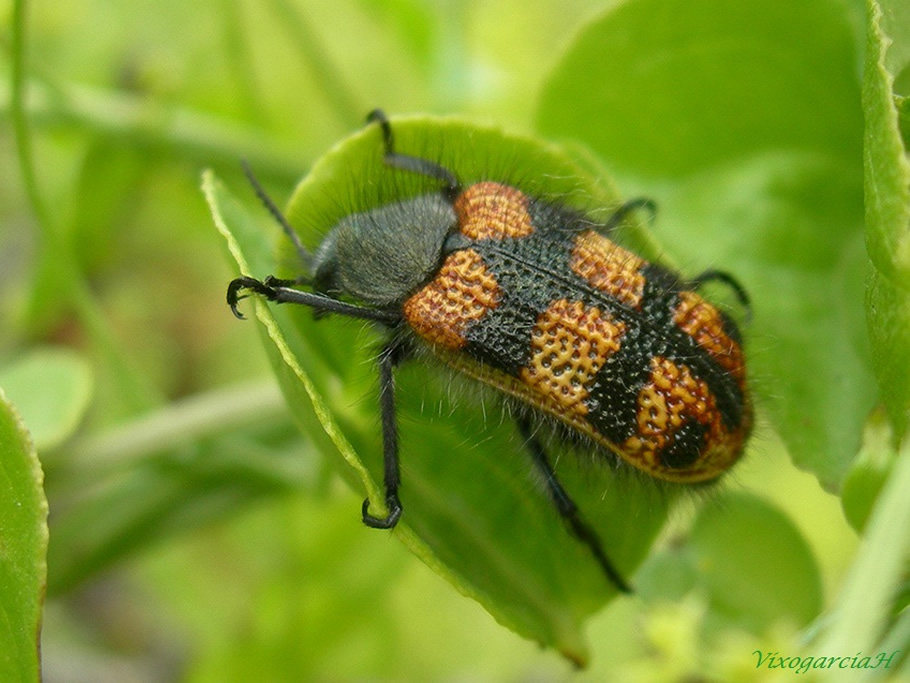 Orden Coleóptera