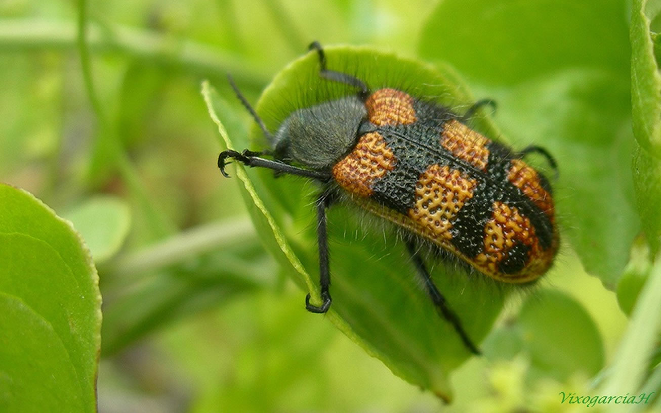 Orden Coleóptera