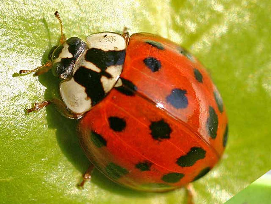 Familia Coccinellidae