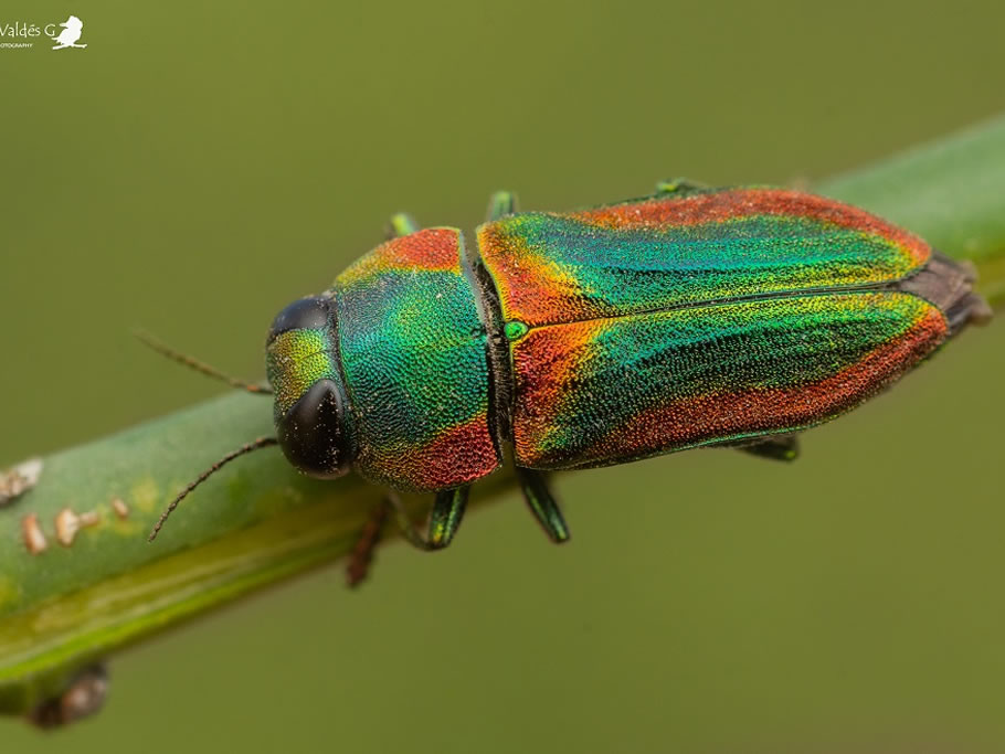 Familia Buprestidae