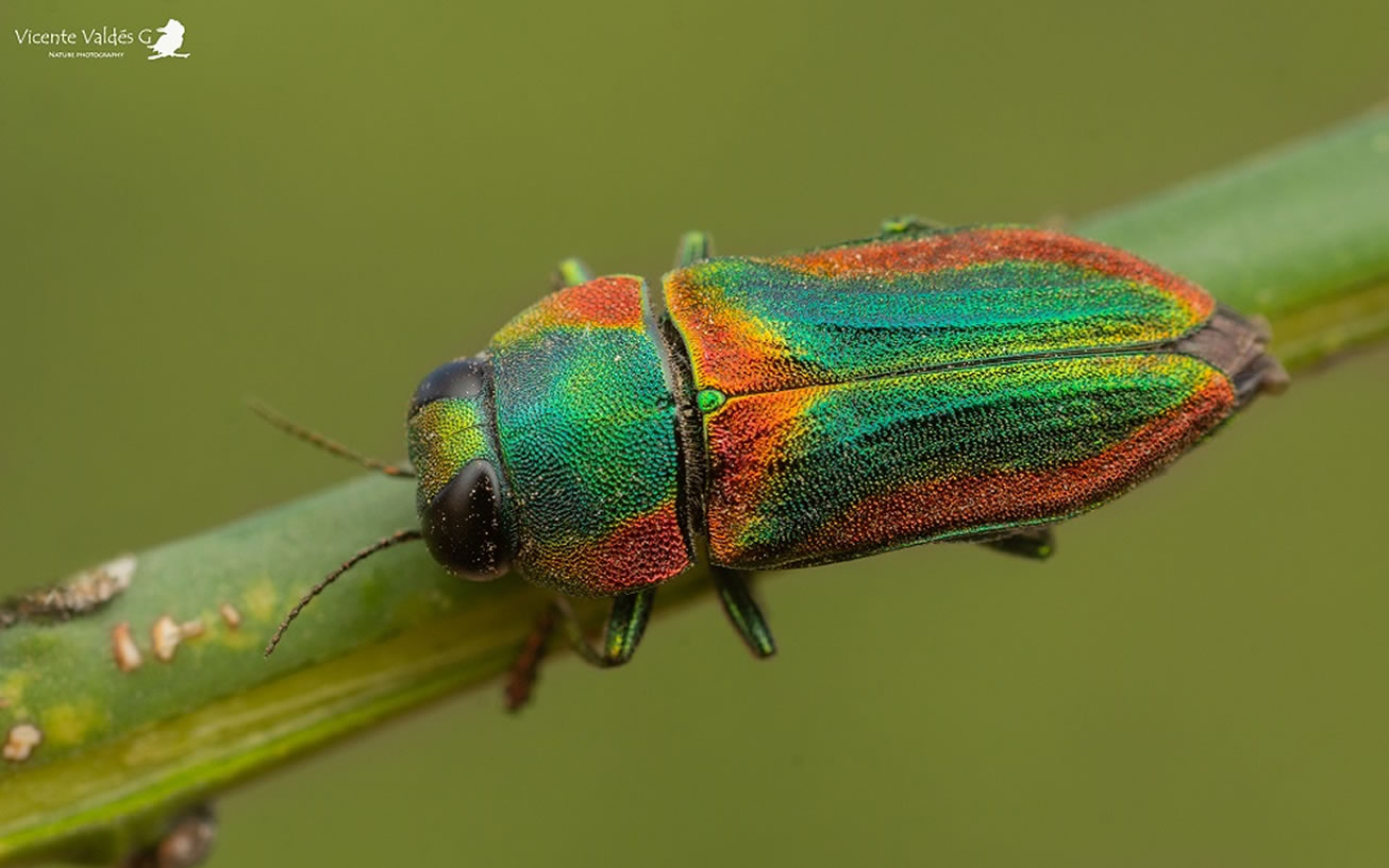 Familia Buprestidae