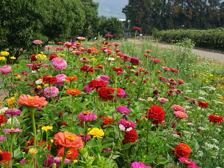 Mix florales en huertos frutales en Chile