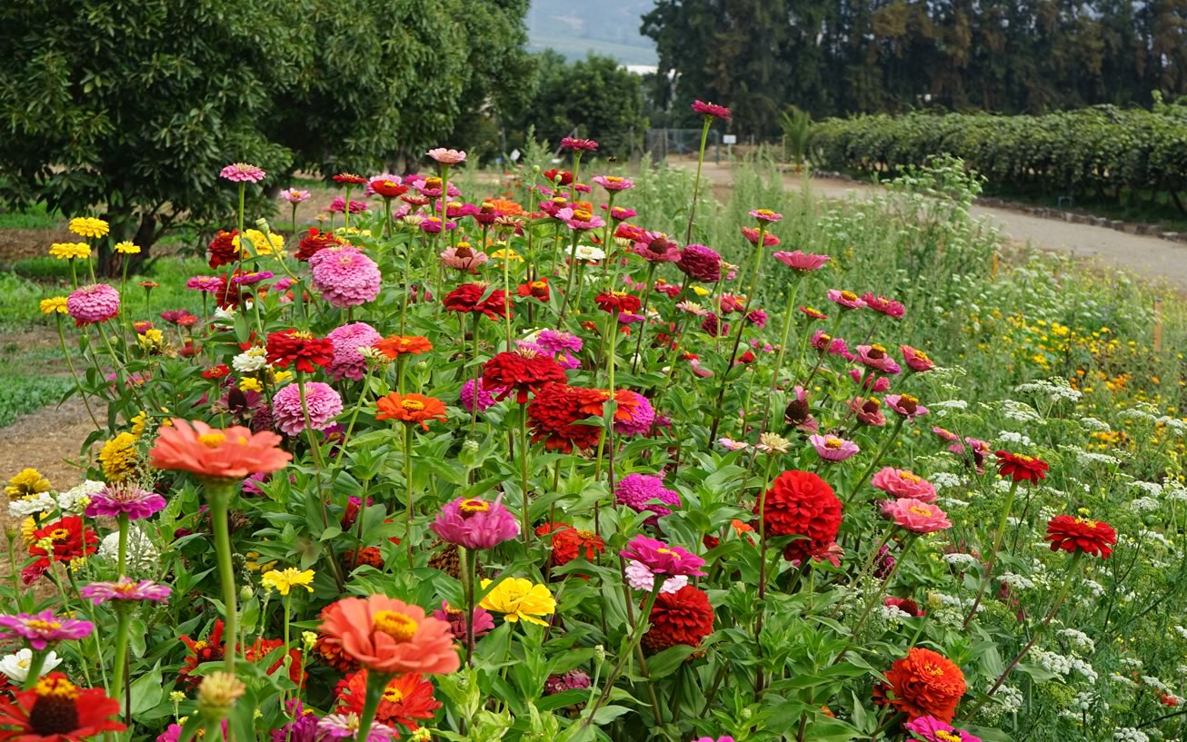 Mix florales en huertos frutales en Chile