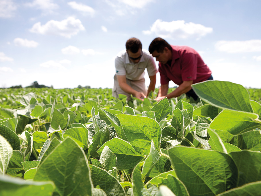 ¿Pueden los polinizadores incrementar la producción de semillas en un cultivo de soja convencional?
