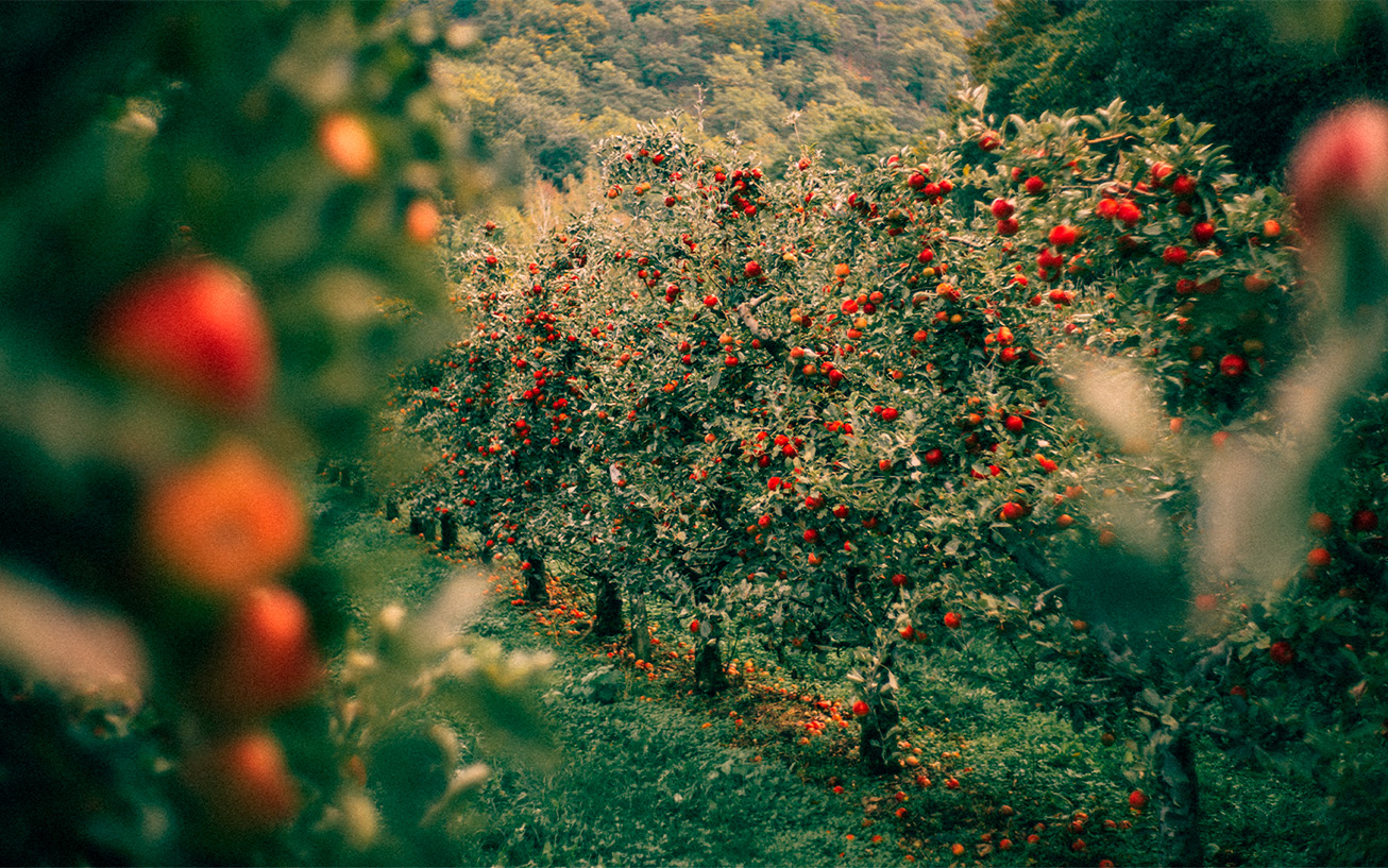 Prácticas amigables con los polinizadores para incrementar la producción de manzanas y peras