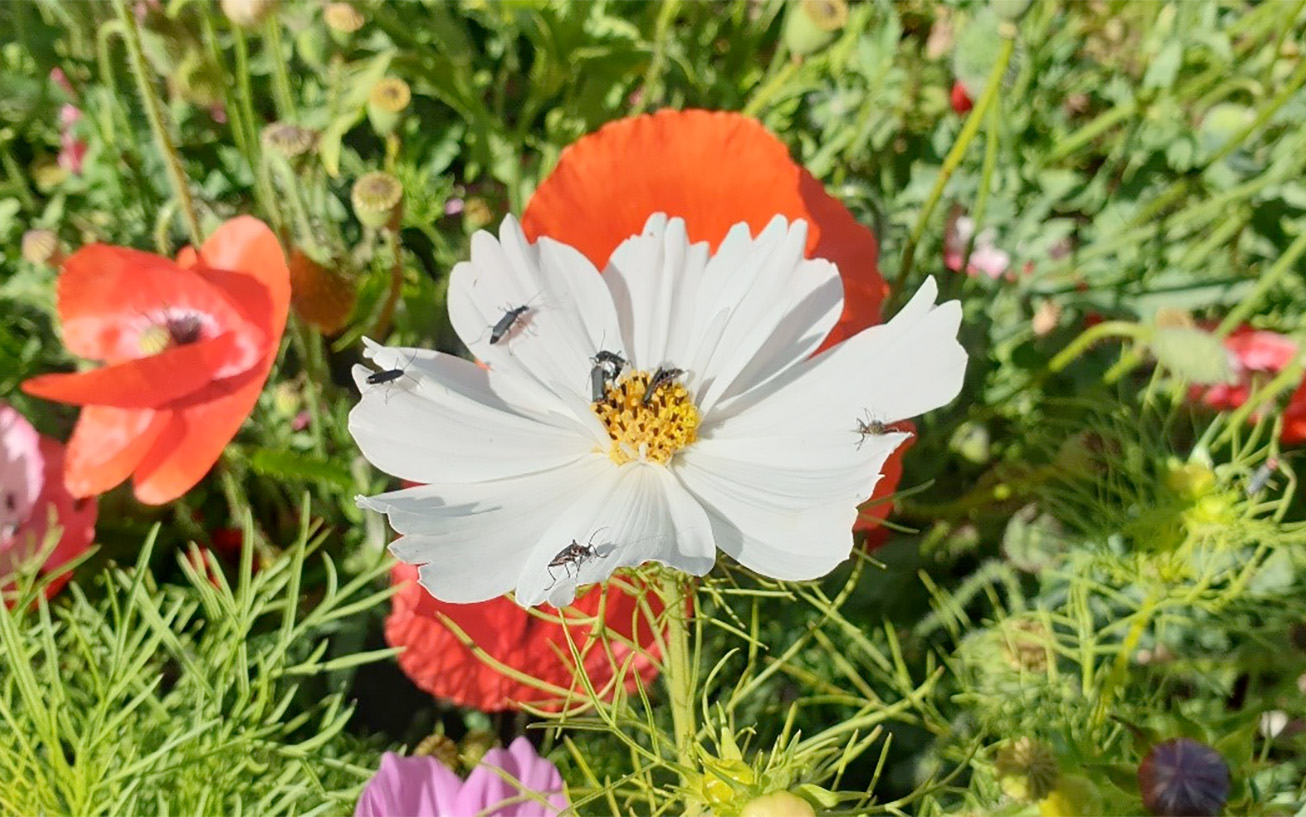 Agrícola El Parque comparte su experiencia sobre la puesta en práctica del programa Operation Pollinator