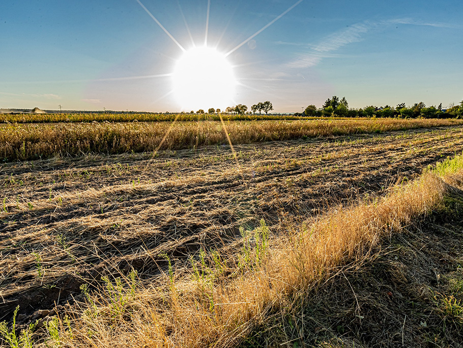 Cambio climático, captura de carbono y biodiversidad